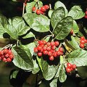 Sorbus chamaemespilus